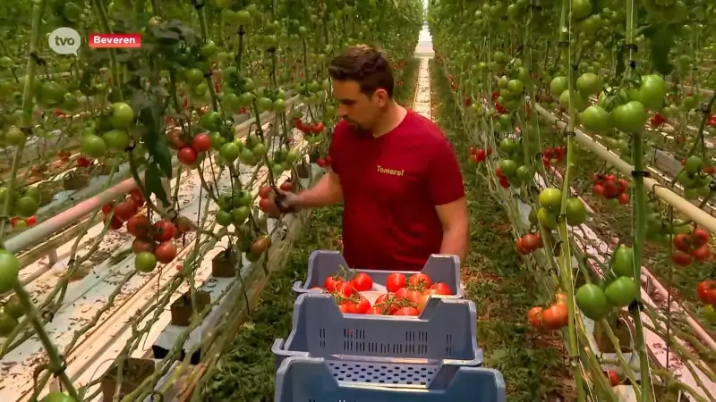 Wereldwaterdag: tomatenteler uit Beveren is 100 procent zelfbedruipend: "Goed voor 2,2 miljoen kilo tomaten per jaar"