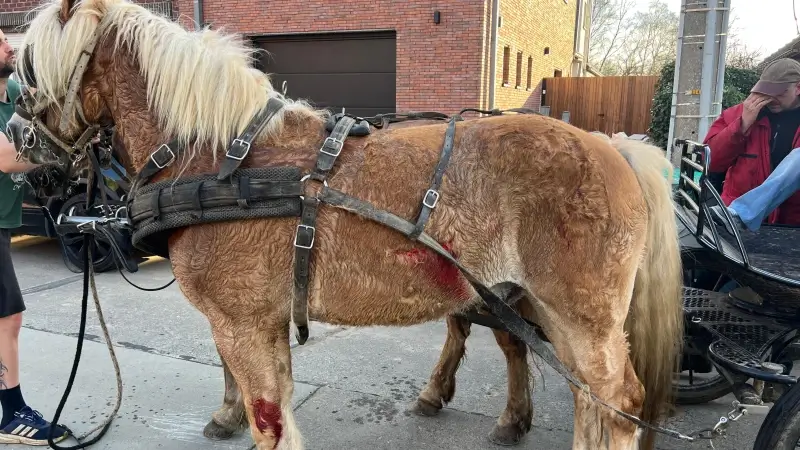 Paarden aangereden door voertuig, dieren breken los met koets in Vlierzele, eigenaar naar ziekenhuis: "Dapper meisje heeft paarden doen stoppen"