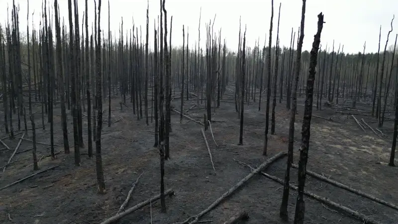 Voorlopig geen aanwijzingen van kwaad opzet bij bosbrand: "Onderzoek voeren is lastig, mogelijke sporen uitgewist door brandweer"