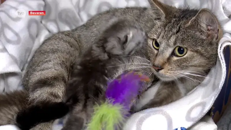 Het kittenseizoen is begonnen, opvangcentra zoeken pleeggezinnen