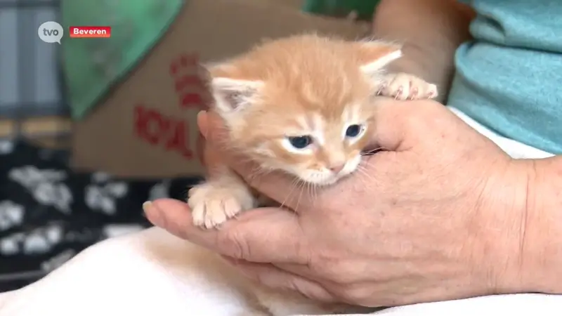 Het kittenseizoen is begonnen, opvangcentra zoeken pleeggezinnen