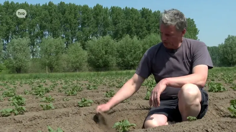 Door extreme droogte moet Renaat zijn aardappelen nu al beregenen: "Als er binnen tien dagen niks valt, dan heb ik maar een halve opbrengst"