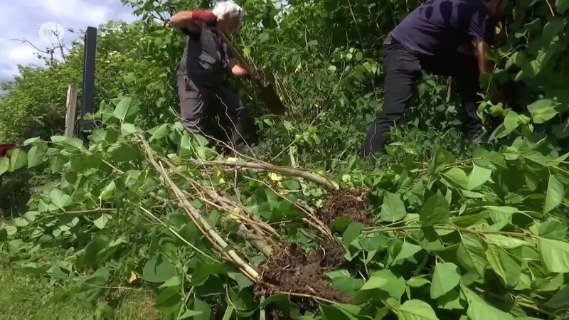 Natuurliefhebbers gaan exoten te lijf die inheemse planten bedreigen in polder in Kruibeke