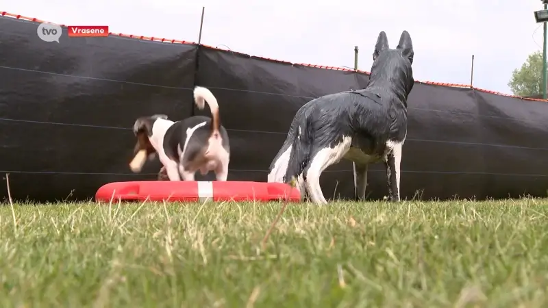 65 honden tonen zich heel gedisciplineerd: "Meer gehoorzamende dieren, zorgt voor minder bijtincidenten"