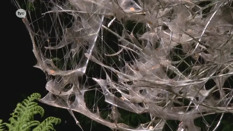 Spinselmotten zorgen met hun webben voor spookbomen: "Geen paniek, het is verre van gevaarlijk"
