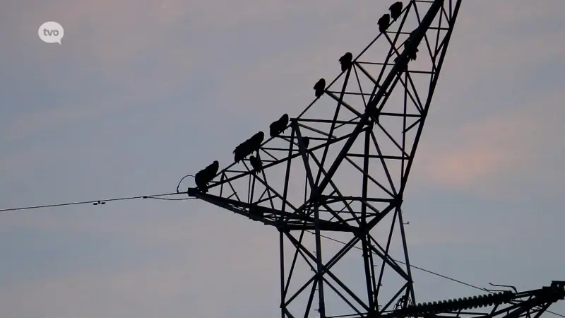 Twintigtal vale gieren strijkt neer op hoogspanningsmast in Bazel
