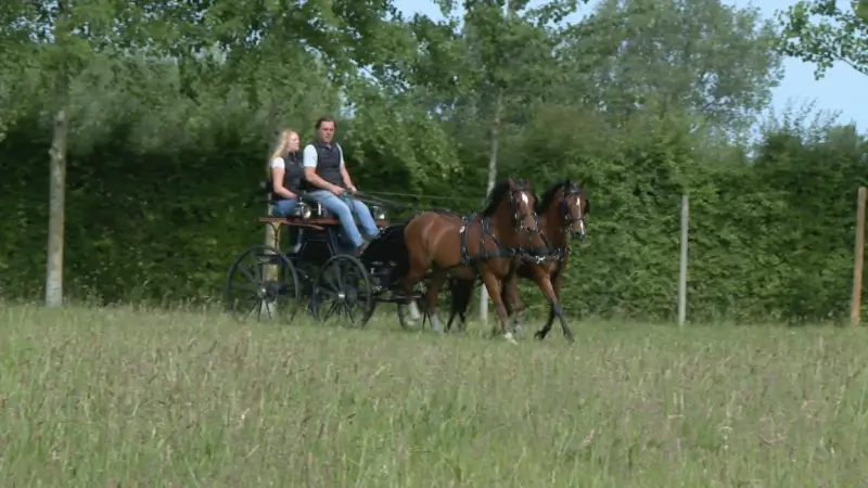 Pieter Van den Broeck uit Gijzegem wint prijzen met pony's in een duospan