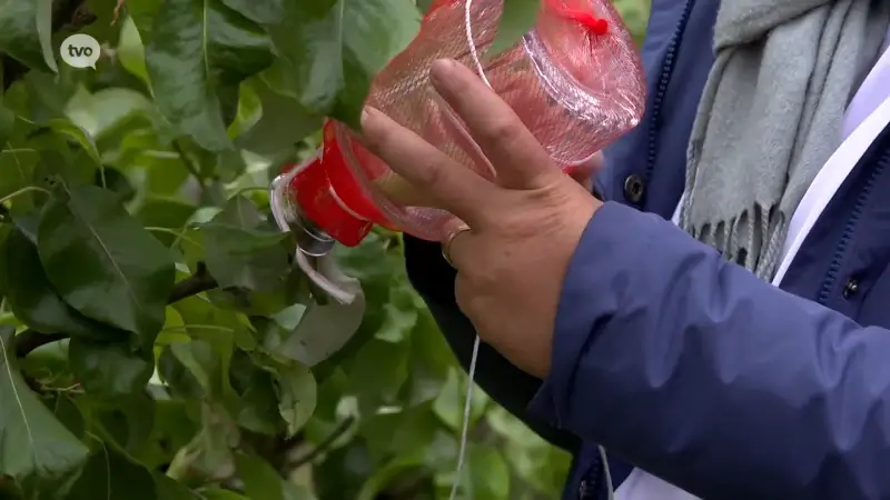 Conference-peren op fles; een primeur en in Sint-Gillis-Waas groeien ze nu aan de bomen