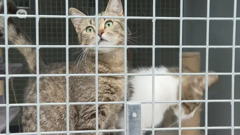 Dierenasielcentrum Sint-Hubertus in Aalst valt bijna zonder katten- en hondenvoeding