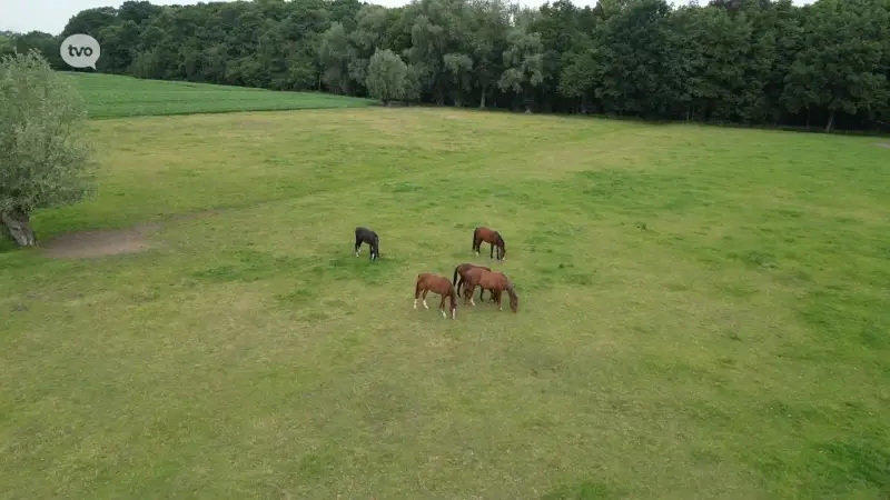 Sint-Niklaas keurt bouw grote paardenstal goed ondanks bezorgdheden