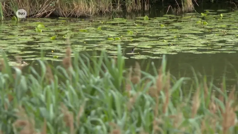 Sint Gillis Waas voert onderzoek naar openbaar zwemwater: "Vier mogelijke locaties, volgende zomer liefst al zeker één"