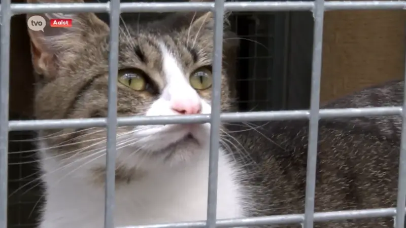 Aalsters stadsbestuur wil zwerfkattenpopulatie onder controle houden: "Extra middelen voor dierenasiel"