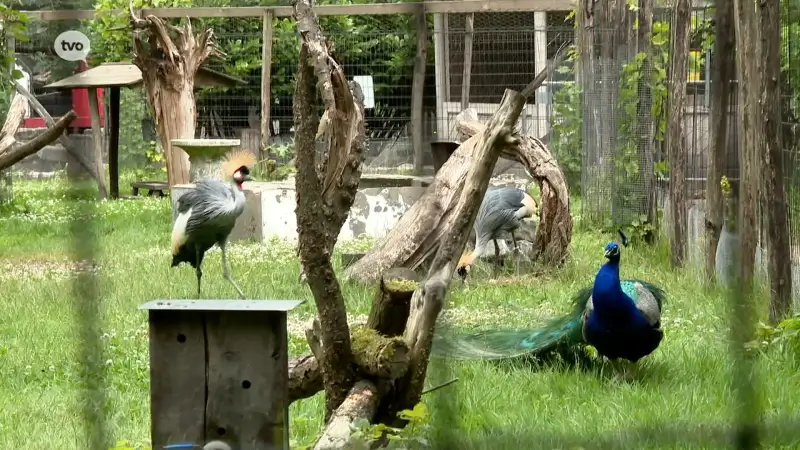 Walhalla festival in recreatiedomein De Ster vlak naast dierenpark? Onbegrijpelijk volgens auteur Frank Pollet: "Die dieren zitten daar niet op te wachten"