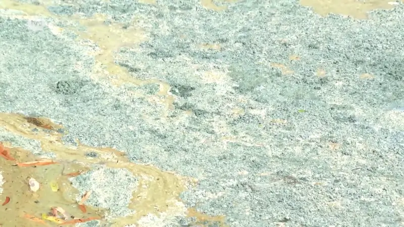 Opnieuw blauwalgen gesignaleerd in het Donkmeer in Berlare