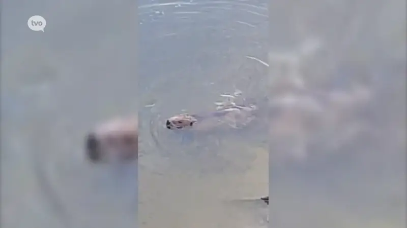 Opvallende beelden: Plots duikt bever op in de Schelde in Grembergen, alerte visser Walter ziet dier dichtbij komen