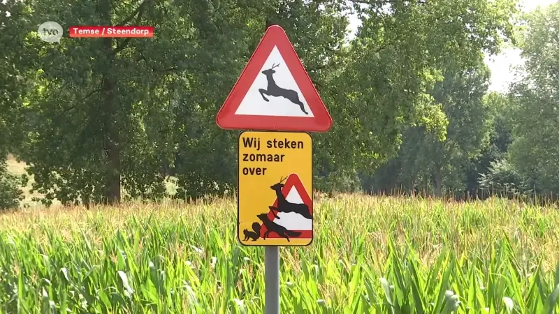 Eekhoorn, vos en hert op nieuwe verkeersborden in Temse om te waarschuwen voor overstekend wild