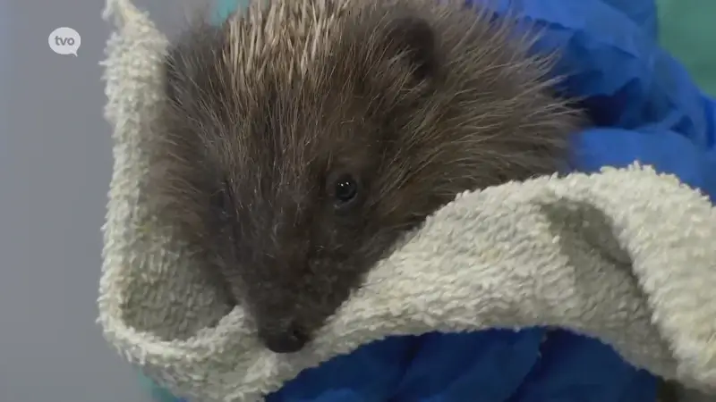 Meer dan 60 egels bij SOS Wilde Dieren in Geraardsbergen: "Het komt op de lijst van bedreigde diersoorten terecht"