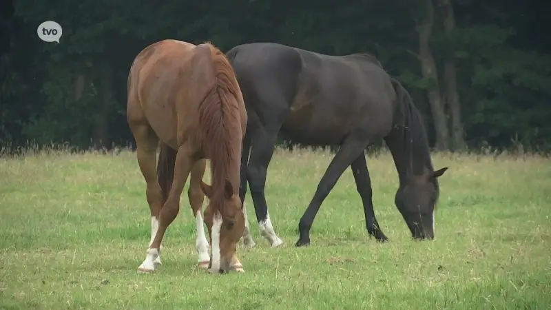 Geen andere paarden besmet met moeraskoorts op manege in Lokeren: "Moeten wel nog drie maanden in isolatie blijven"