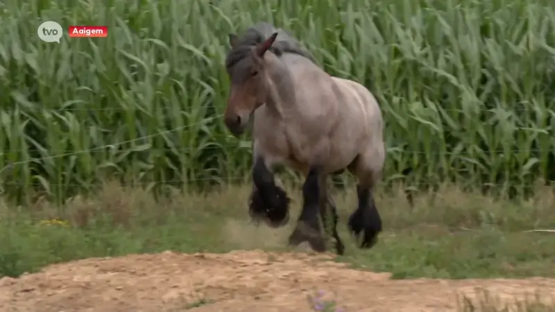 Noblesse uit Aaigem is één van favorieten op Vlaams Kampioenschap trekpaarden op de Pikkeling in Aalst: "Ze heeft al heel mooi palmares"
