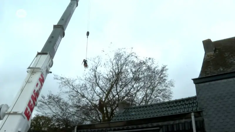 Honderd jaar oude beuk van acht verdiepingen hoog verwijderd uit tuin in Wetteren