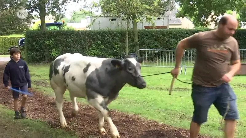 Koeien en trekpaarden palmen zondag kasteeltuin Cortewalle in Beveren in