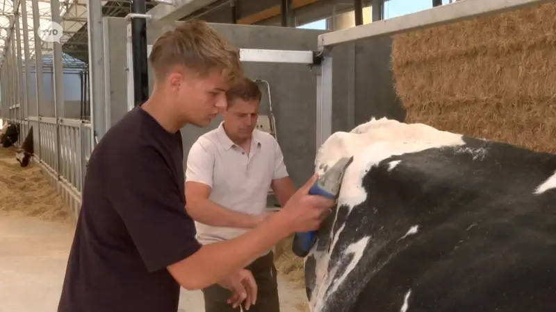 Vierde generatie staat klaar voor melkveebedrijf uit Melsele: "Al hoop ik op een toekomst met toch meer zekerheid"
