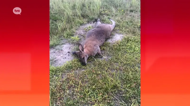 Dode wallaby aangetroffen in Waaslandhaven, wellicht die van camping Voorhout in Kemzeke