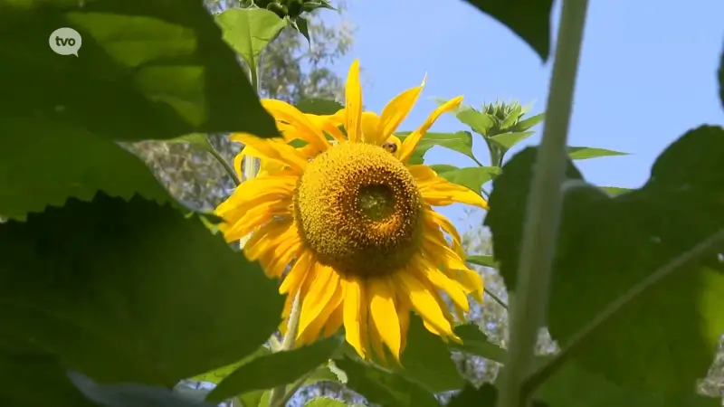 Samen met de zon zijn ook de zonnebloemen er in de Kluizerij in Erembodegem