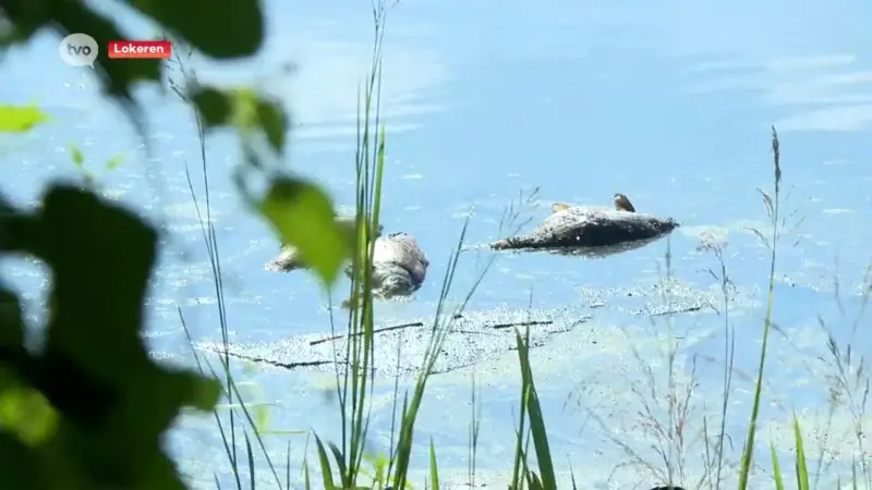 Massale vissterfte in Molsbroek: "We hopen op neerslag, want dit hebben we nog nooit meegemaakt"