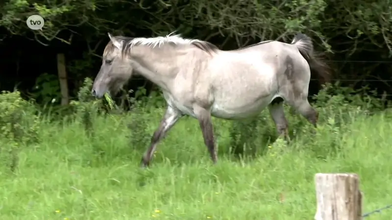 Bezoekers weer welkom in begrazingsgebied van konikpaarden in natuurdomein Osbroek