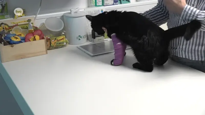 Dierenarts uit Aalst roept op tot waakzaamheid: "Aantal mishandelde en verdwenen katten is zorgwekkend"
