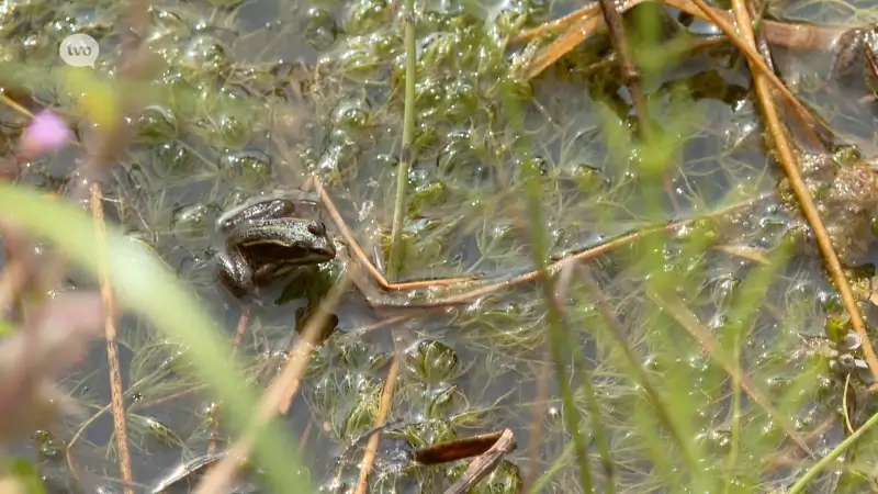 Herstel van Sint-Onolfspolder beschermt Dendermonde tegen wateroverlast, droogte en hitte