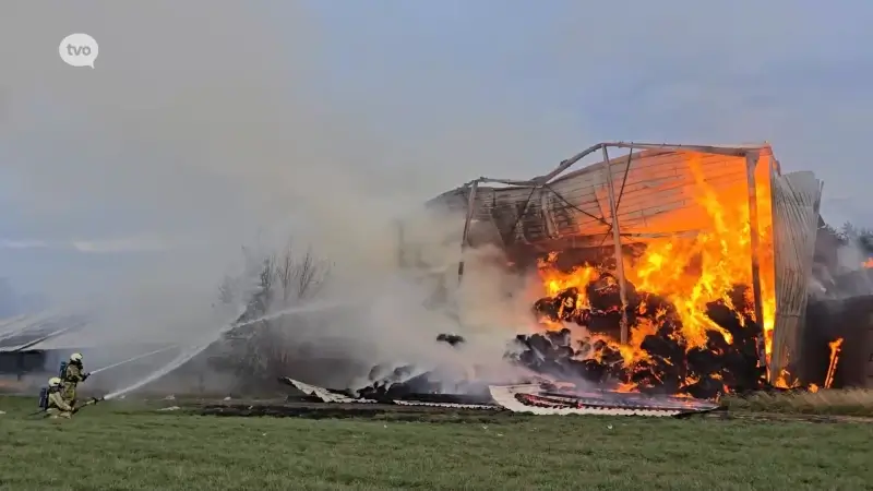 Hevige brand vernielt schuur in Haasdonk, tientallen runderen overleven het niet
