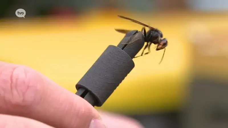 Met deze chip wil een Buggenhoutenaar de strijd met de Aziatische hoornaars aangaan