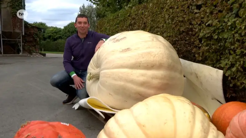 Kristof wint pompoenwedstrijd in Eksaarde voor vierde keer op rij: "Hij weegt 423 kilogram"
