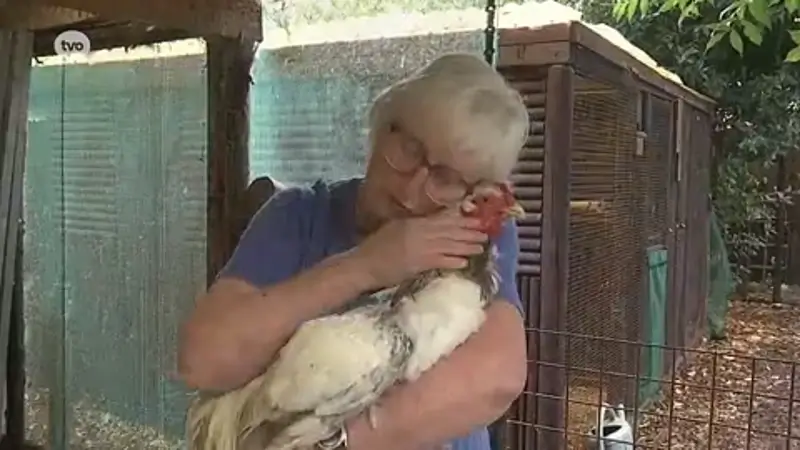 Hoofdafbeelding voor artikel Vogelopvangcentrum Kieldrecht…