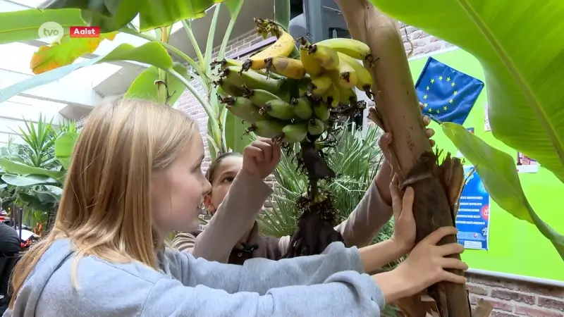 Geen aardappelen of witloof maar wel exotische bananen groeien in schoolgebouw Lyceum Aalst: "Zoet en romig"