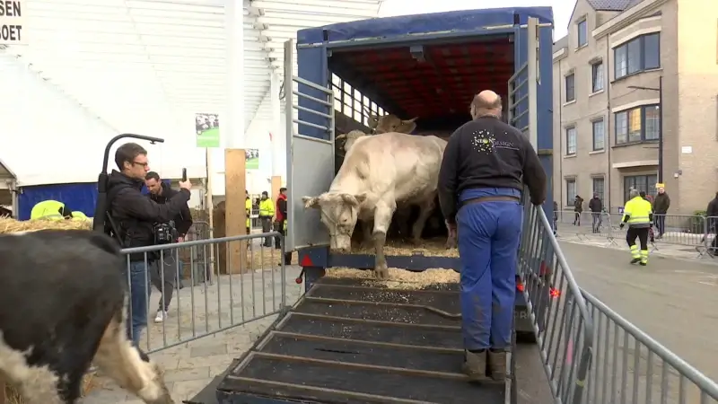 Hoofdafbeelding voor artikel Geen runderen op Houtem Jaarmarkt…