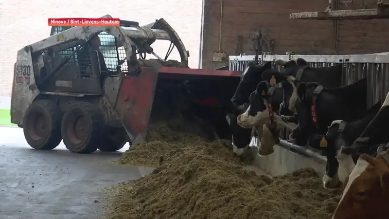 Hoofdafbeelding voor artikel Zes Oost-Vlaamse veehouders…