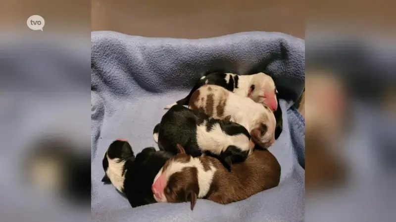 Hoofdafbeelding voor artikel Zes puppy's gedumpt in vuilniszak…