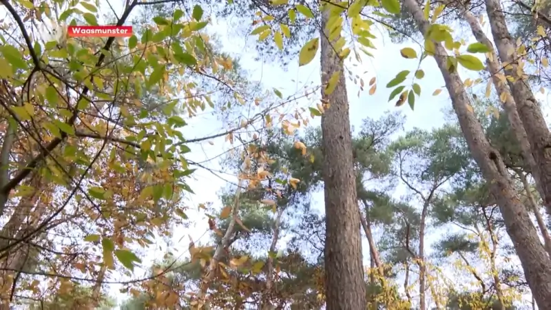 Hoofdafbeelding voor artikel Burgemeester Bauwens (cd&v)…