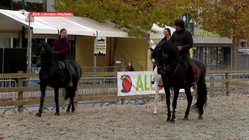 Hoofdafbeelding voor artikel Sierlijke paarden palmen Houtem…