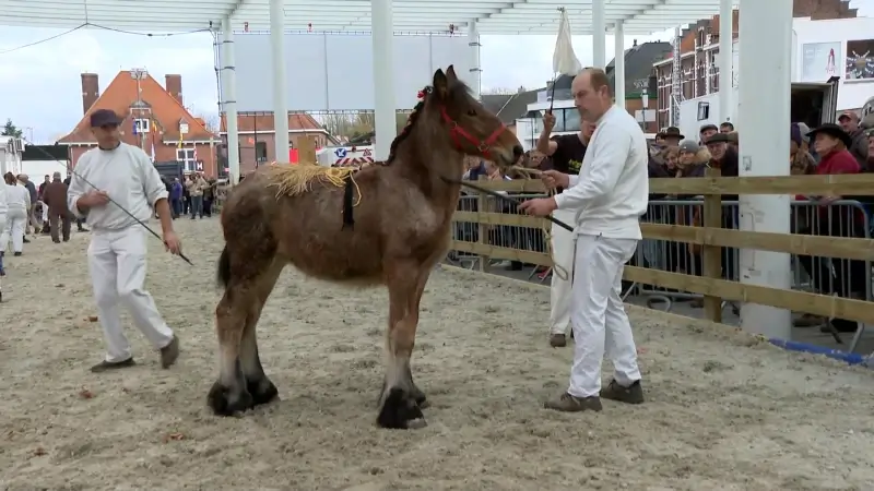 Hoofdafbeelding voor artikel Paarden zijn dit jaar prominent…