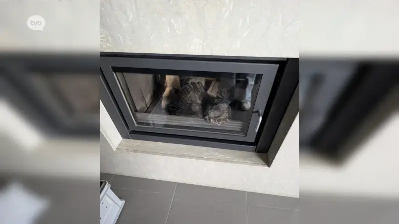 Uil door de schoorsteen gevallen in Geraardsbergen, SOS Wilde Dieren geeft tips om vogels te redden