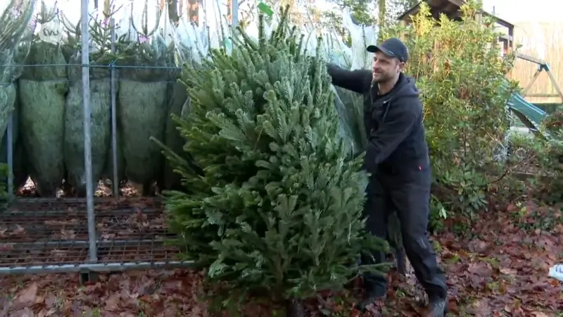 Hoofdafbeelding voor artikel Kerstbomen gaan nu al over…