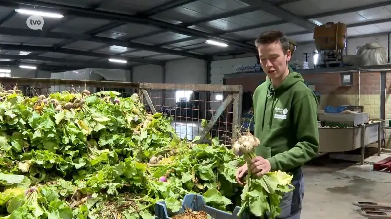 Hoofdafbeelding voor artikel Lebbeekse landbouwer teelt…