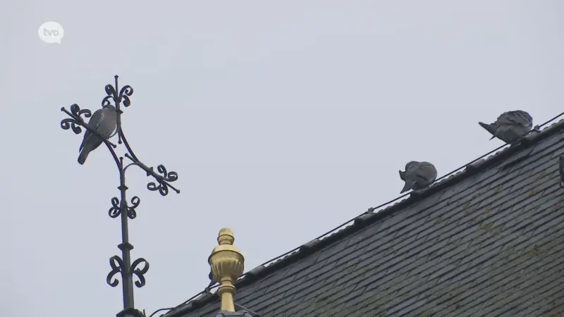 Hoofdafbeelding voor artikel Duivenpil zorgt voor straffe…