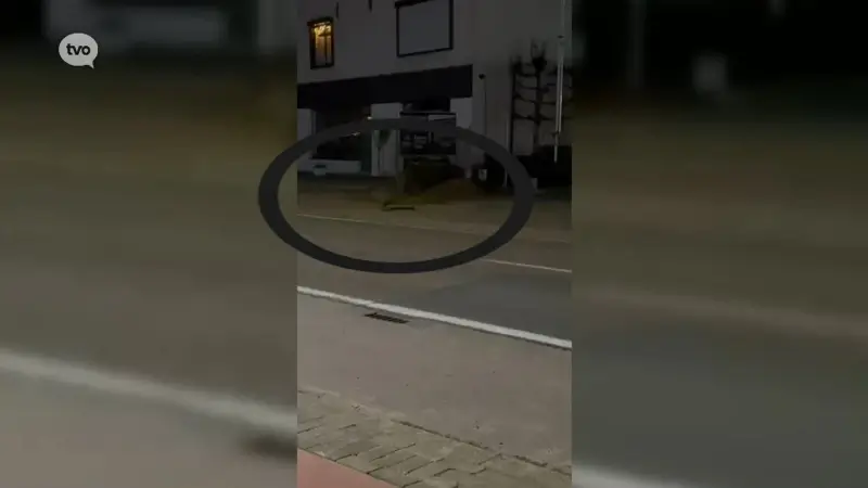 Hoofdafbeelding voor artikel Wallaby gespot in straten…