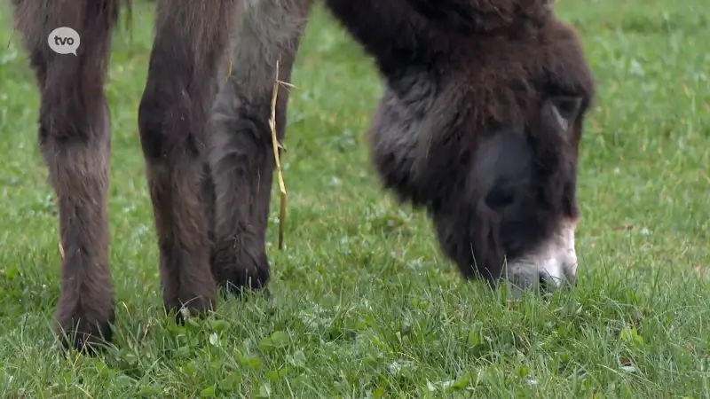 Hoofdafbeelding voor artikel Al zes ezels gestorven in…