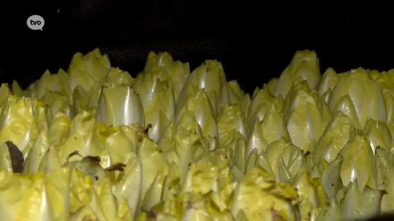 Hoofdafbeelding voor artikel Kwekers verdienen door overaanbod…